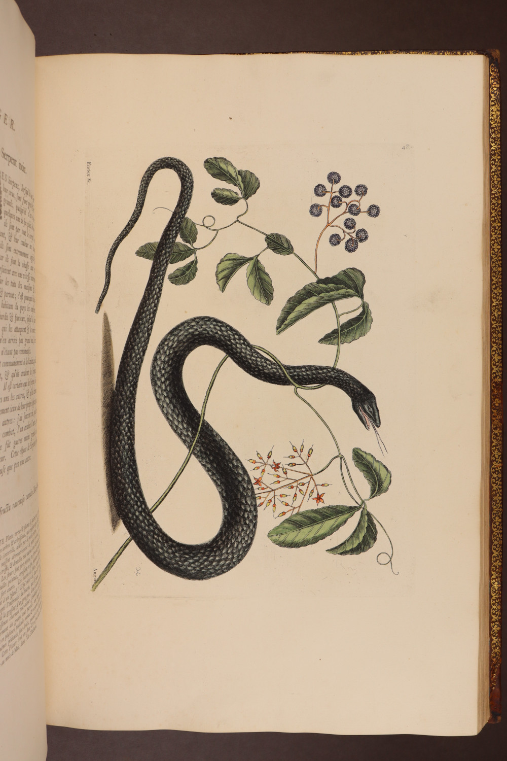 Plate 48